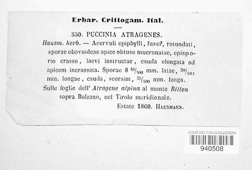 Puccinia atragenes image